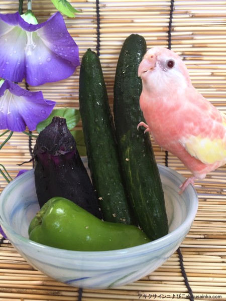 ぴこ、夏野菜を制覇