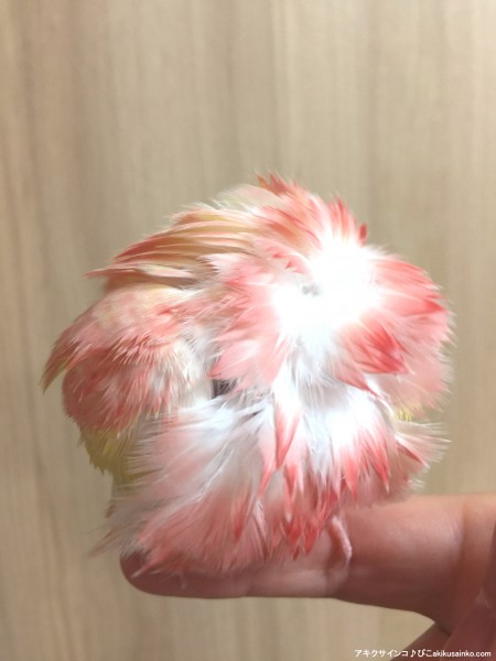 ぴこ、ピンクの毛玉