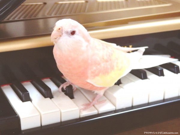 ぴこ、ピアノを奏でる