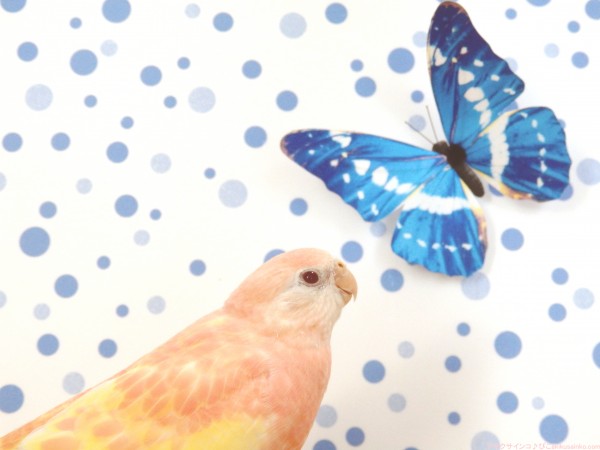 ぴこ、幸せの青い蝶々