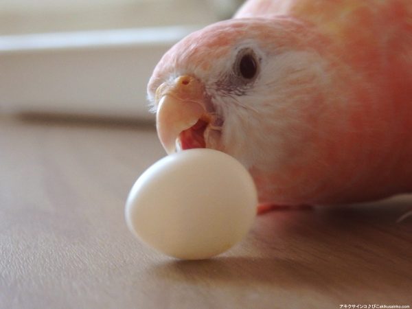 ぴこ、生後１年２か月にして2個目の卵を産む！