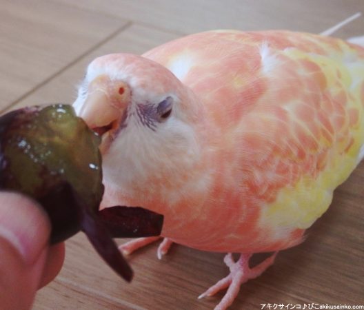 インコに食べさせてはいけないエサや危険な食べ物まとめ